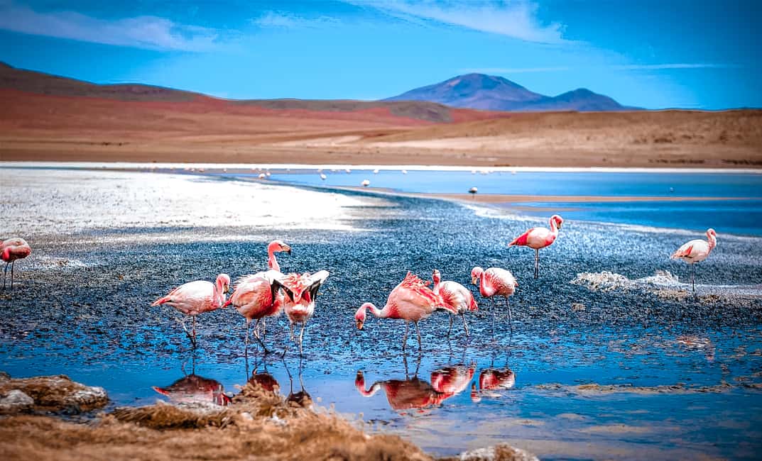 imagem n.1 de De La Paz: Viagem de 4 dias a San Pedro de Atacama com Salinas atividade em Província de Sur Lipez, carregada pelo fornecedor
