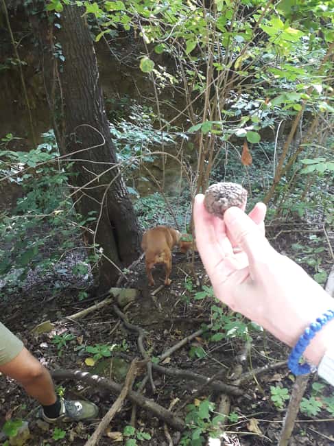 image n.3 of Langhe: Truffle Hunting Experience activity in Alba, uploaded by supplier
