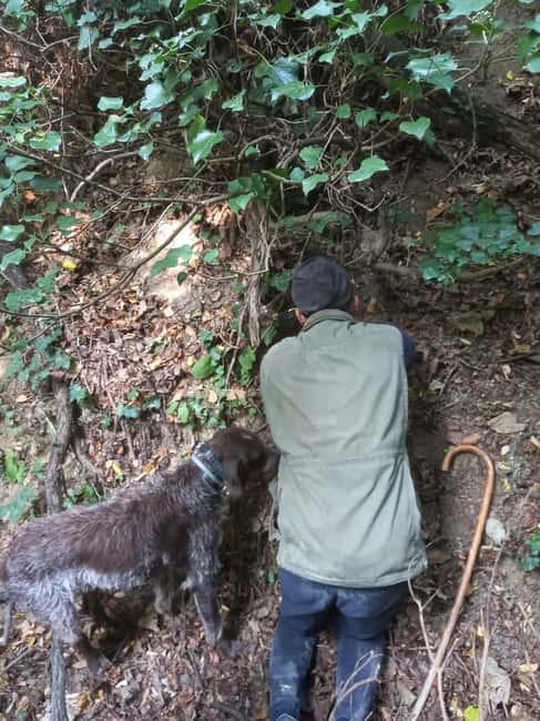 image n.4 of Langhe: Truffle Hunting Experience activity in Alba, uploaded by supplier