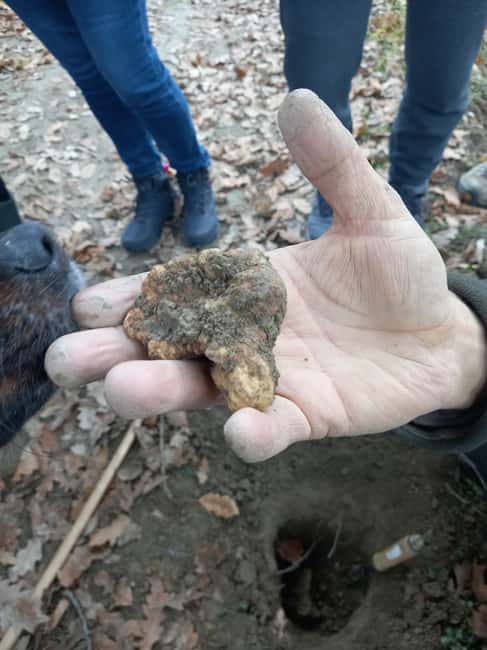image n.5 of Langhe: Truffle Hunting Experience activity in Alba, uploaded by supplier