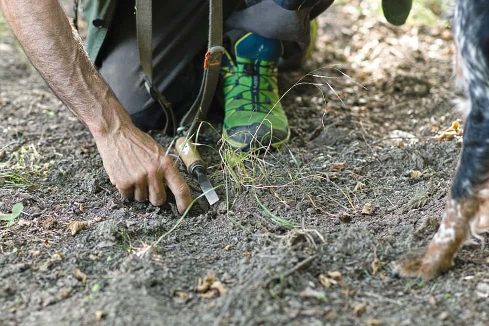 image n.6 of Langhe: Truffle Hunting Experience activity in Alba, uploaded by supplier