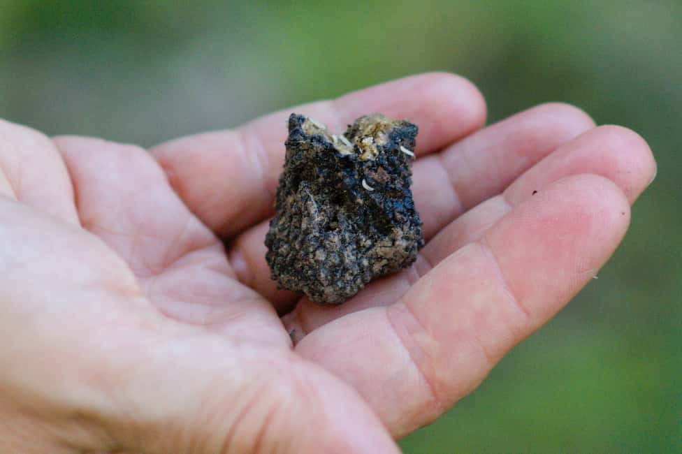 image n.7 of Langhe: Truffle Hunting Experience activity in Alba, uploaded by supplier