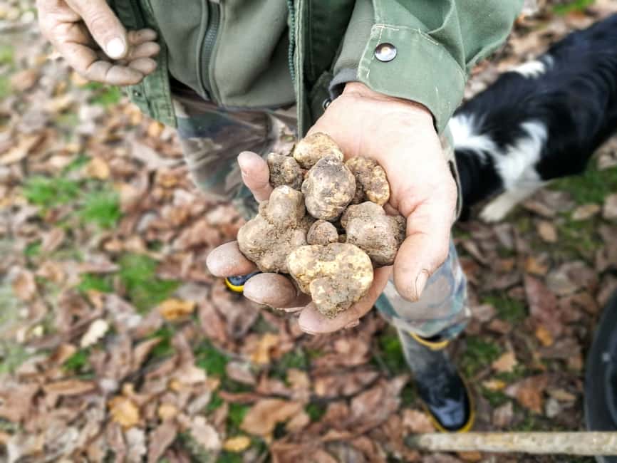 image n.1 of Langhe: Truffle Hunting Experience activity in Alba, uploaded by supplier