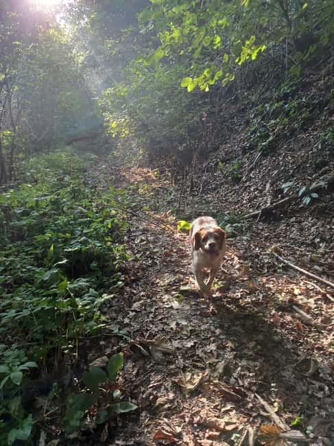 image n.10 of Langhe: Truffle Hunting Experience activity in Alba, uploaded by supplier