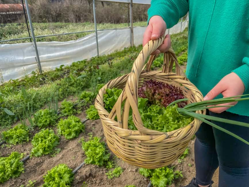 image n.2 of Ioannina: East Zagori Farming Experience & Cooking Class activity in Epirus, uploaded by supplier