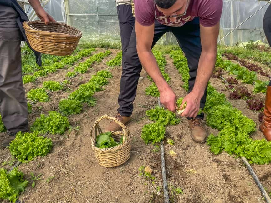 image n.8 of Ioannina: East Zagori Farming Experience & Cooking Class activity in Epirus, uploaded by supplier