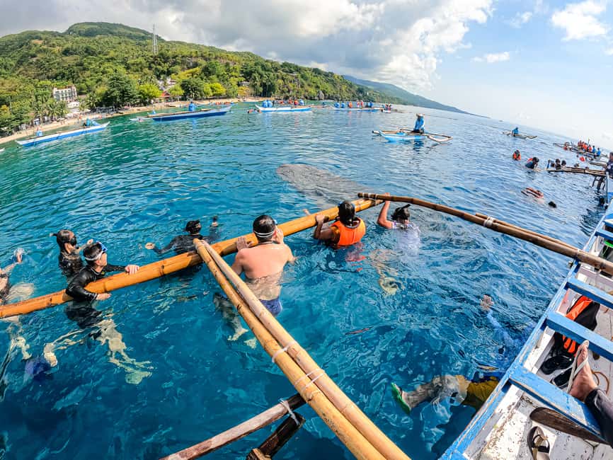 imagem n.6 de Cebu: Snorkeling com tubarões-baleia e excursão de canyoning a Kawasan atividade em Badian, carregada pelo fornecedor