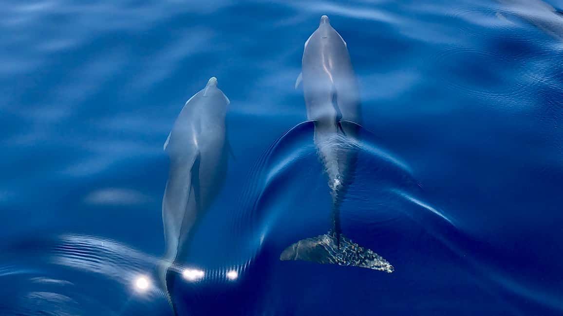 Image N°1 de Martinique : croisière d'observation des dauphins avec collation activité à Les Trois-Îlets, publiée par le prestataire
