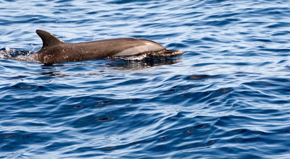 Image N°3 de Martinique : croisière d'observation des dauphins avec collation activité à Les Trois-Îlets, publiée par le prestataire