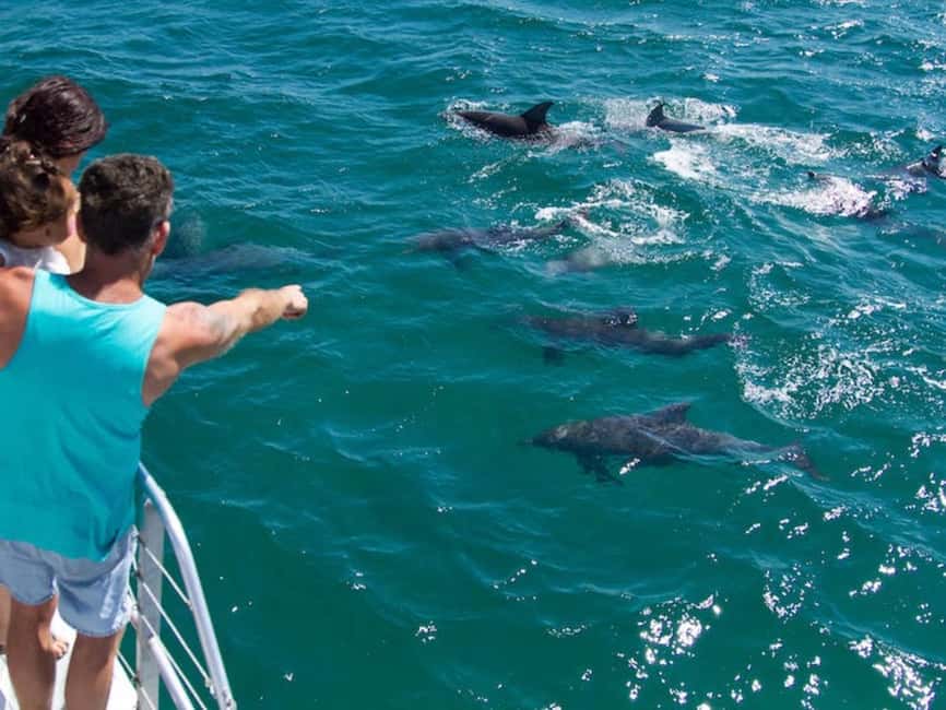 image n.6 of Destin: Snorkeling Cruise with 2 Stops and Dolphin Watching activity in Destin, uploaded by supplier