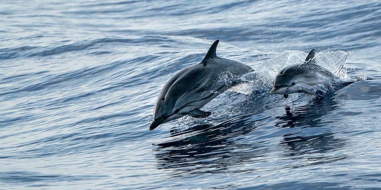 image n.5 of Destin: Snorkeling Cruise with 2 Stops and Dolphin Watching activity in Destin, uploaded by supplier
