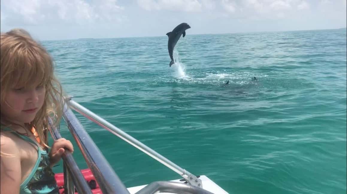 image n.8 of Destin: Dolphin Watching Cruise activity in Mexico, uploaded by supplier