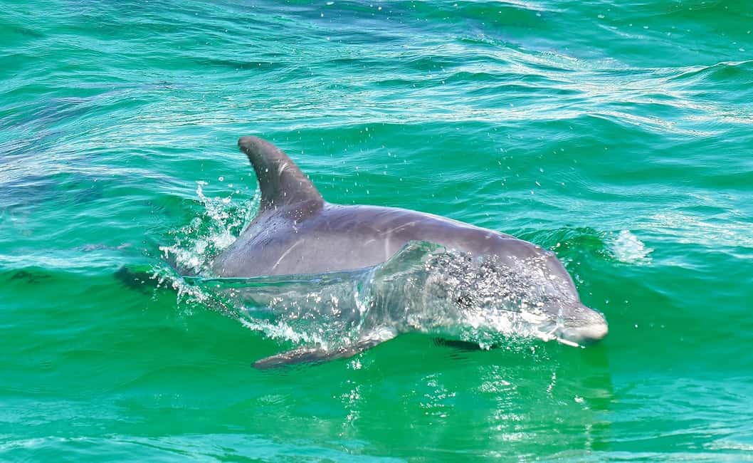 image n.14 of Destin: Dolphin Watching Cruise activity in Mexico, uploaded by supplier