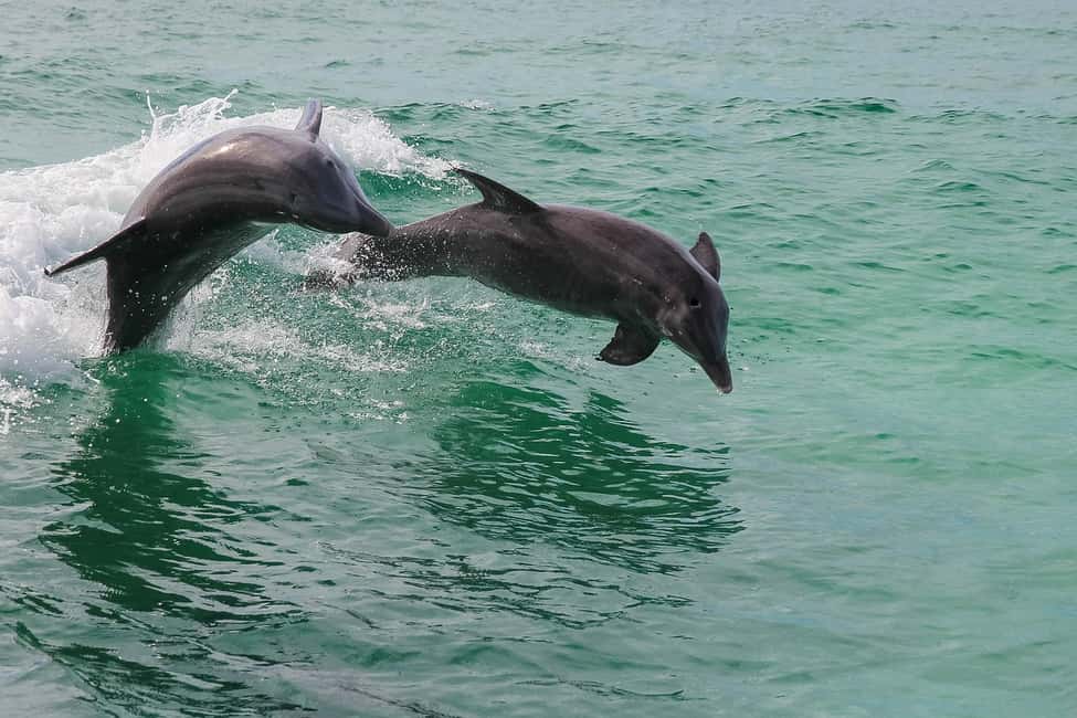 image n.16 of Destin: Dolphin Watching Cruise activity in Mexico, uploaded by supplier