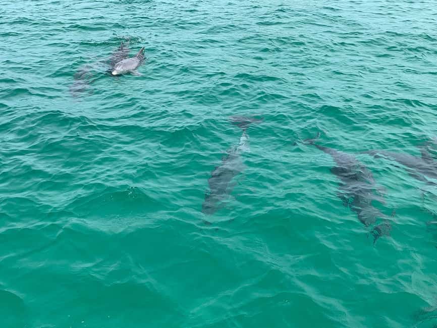image n.17 of Destin: Dolphin Watching Cruise activity in Mexico, uploaded by supplier