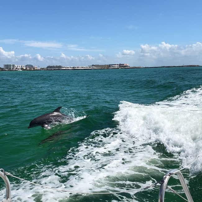 image n.18 of Destin: Dolphin Watching Cruise activity in Mexico, uploaded by supplier