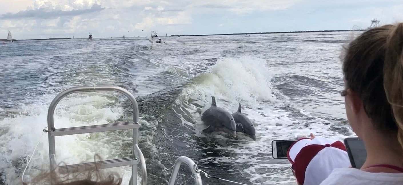 image n.7 of Destin: Dolphin Watching Cruise activity in Mexico, uploaded by supplier