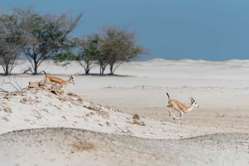 image n.5 of Abu Dhabi: 4-Hour Guided Cruise & Island Hopping activity in Abu Dhabi, uploaded by supplier
