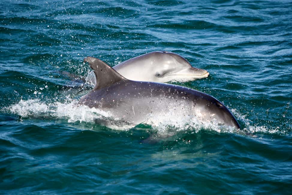 image n.2 of Port Stephens: Dolphin Watching Cruise activity in Nelson Bay, uploaded by supplier