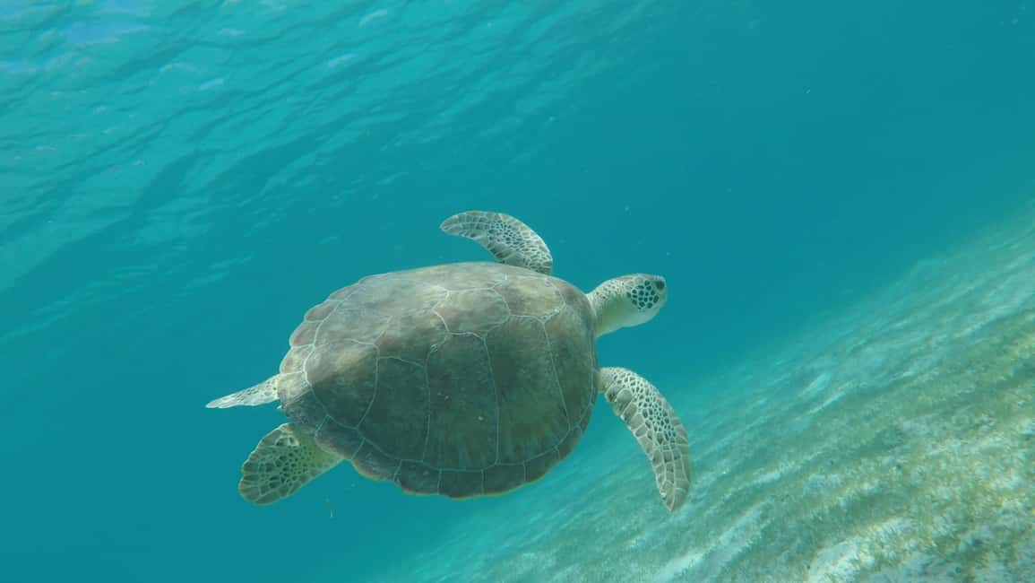 billede nr.3 af aktiviteten Thomas & St John: Bådtur med snorkling og strande i Sankt Jan, uploadet af udbyder