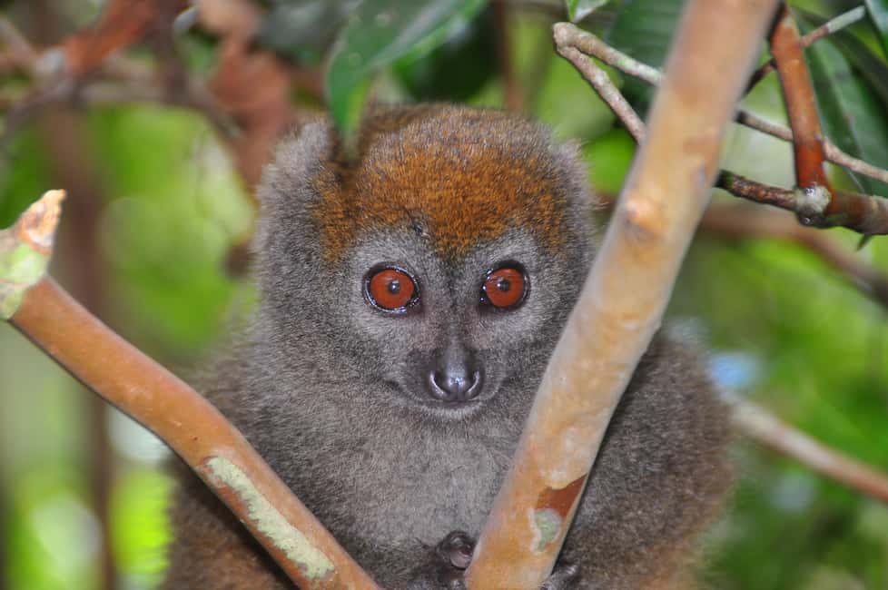 Bild Nr. 4 von Antananarivo: 2-tägige Tour zum Andasibe-Nationalpark Aktivität in Antananarivo, hochgeladen vom Anbieter