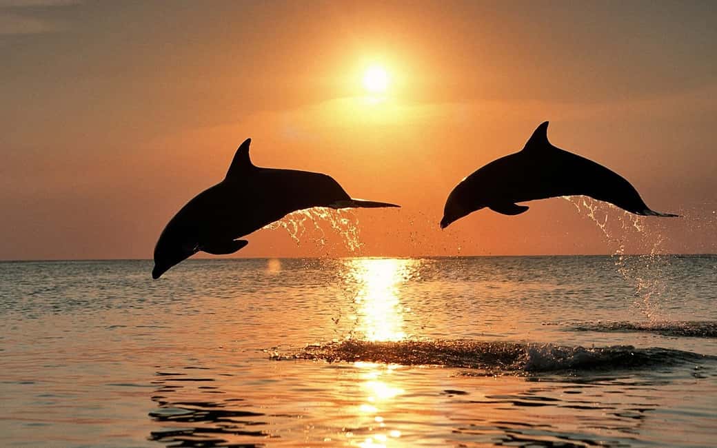 Immagine nº 1 di Pola: Crociera con delfini al tramonto di Brioni con cena e bevande attività a Pola, caricata dal fornitore