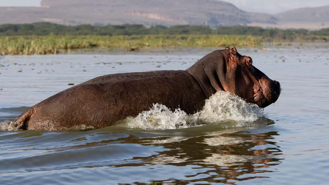 image n.2 of Day Trip: Hell's Gate Bike Ride & Lake Naivasha Boat Ride activity in Nakuru, uploaded by supplier