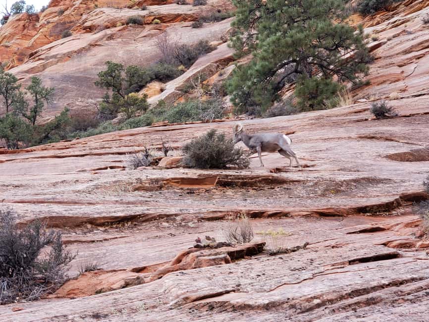 image n.24 of Small Group Tour Zion & Bryce Canyon National from Las Vegas activity in Utah, uploaded by supplier