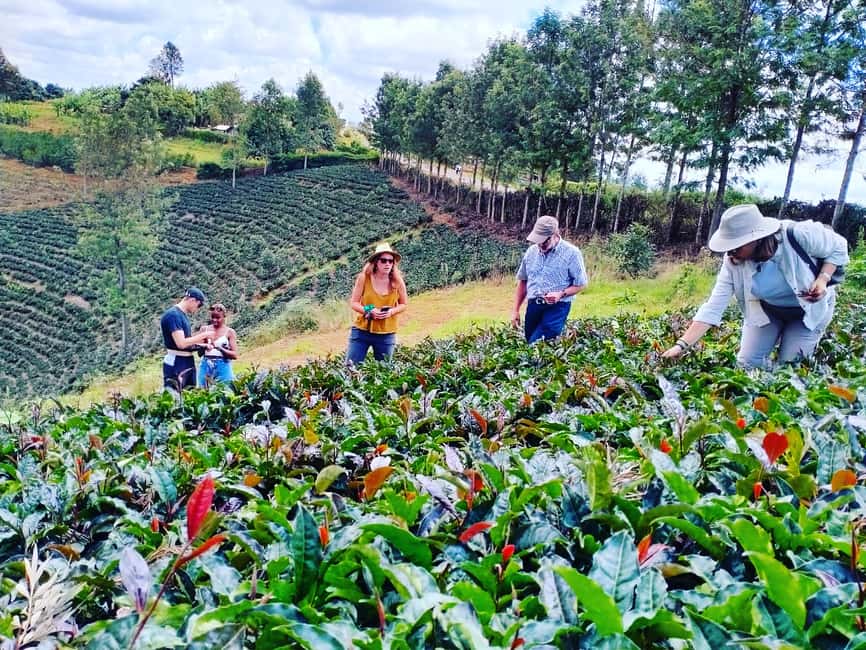image n.2 of Purple Tea Farm Tour from Nairobi - Explore Gatura Greens activity in Thika, uploaded by supplier