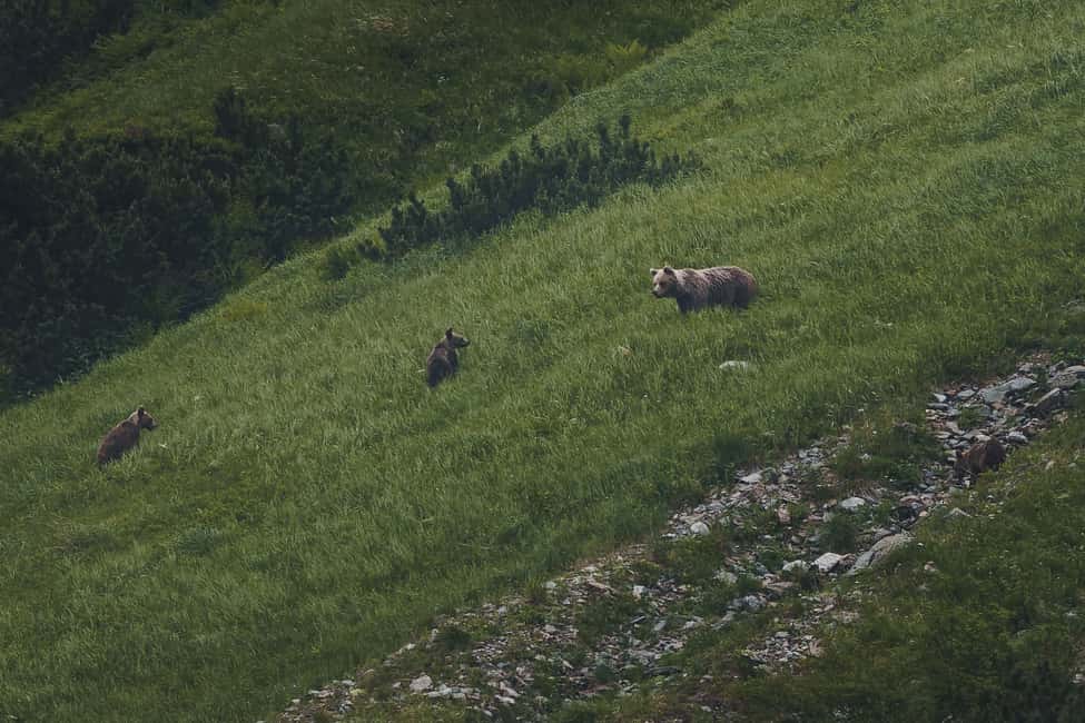 image n.5 of High Tatras: Bearwatching Hiking Tour in Slovakia activity in Presov Region, uploaded by supplier