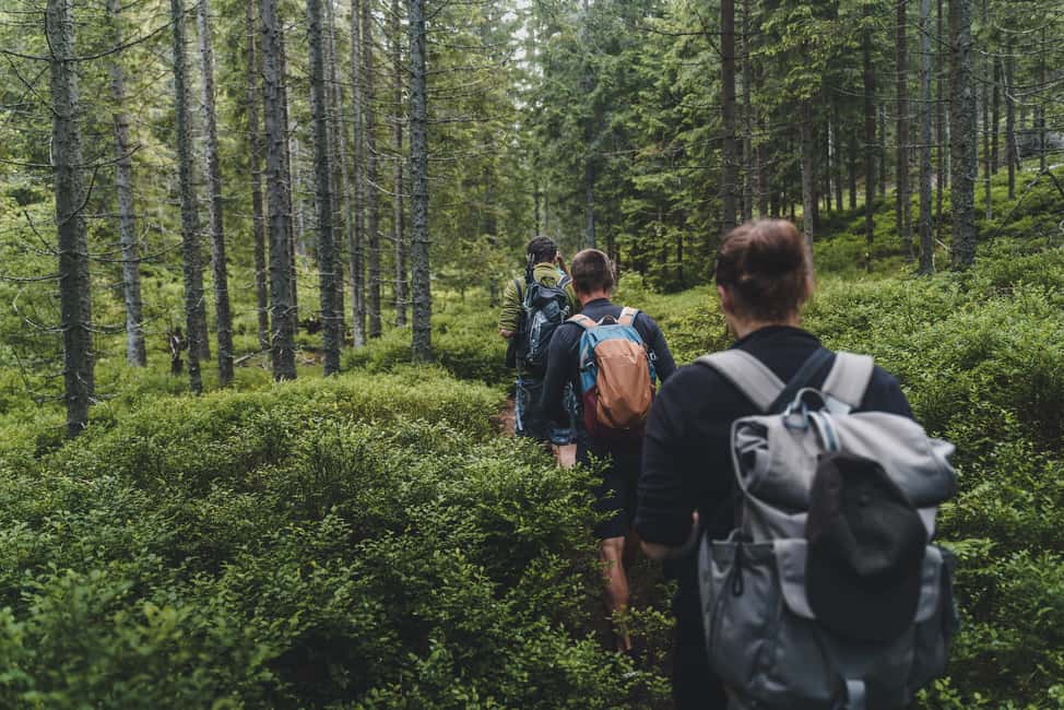 image n.7 of High Tatras: Bearwatching Hiking Tour in Slovakia activity in Presov Region, uploaded by supplier
