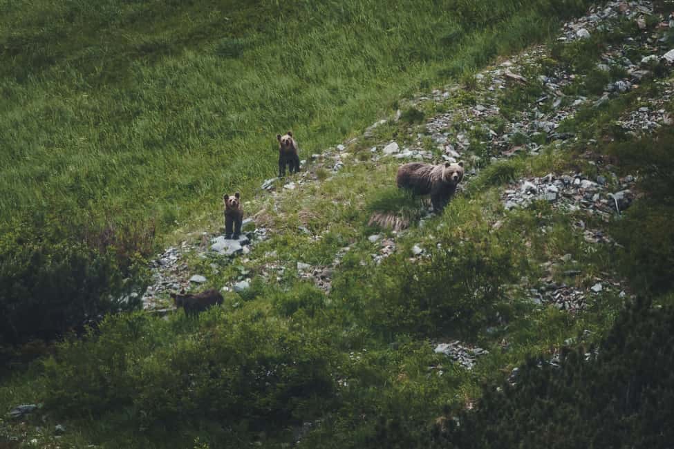 image n.2 of High Tatras: Bearwatching Hiking Tour in Slovakia activity in Presov Region, uploaded by supplier