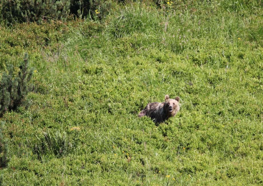 image n.3 of High Tatras: Bearwatching Hiking Tour in Slovakia activity in Presov Region, uploaded by supplier