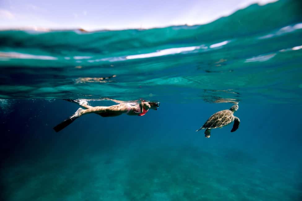 Image N°54 de Nassau : Cochons, plongée en apnée, tortues, déjeuner, club de plage privé activité à New Providence, publiée par le prestataire