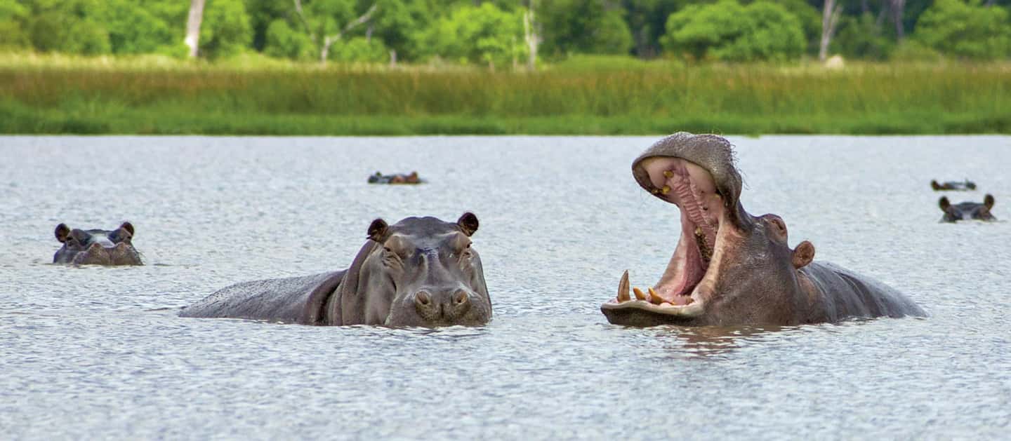 image n.3 of Kasane: Full Day Chobe National Park Safari with Lunch activity in Victoria Falls Town, uploaded by supplier