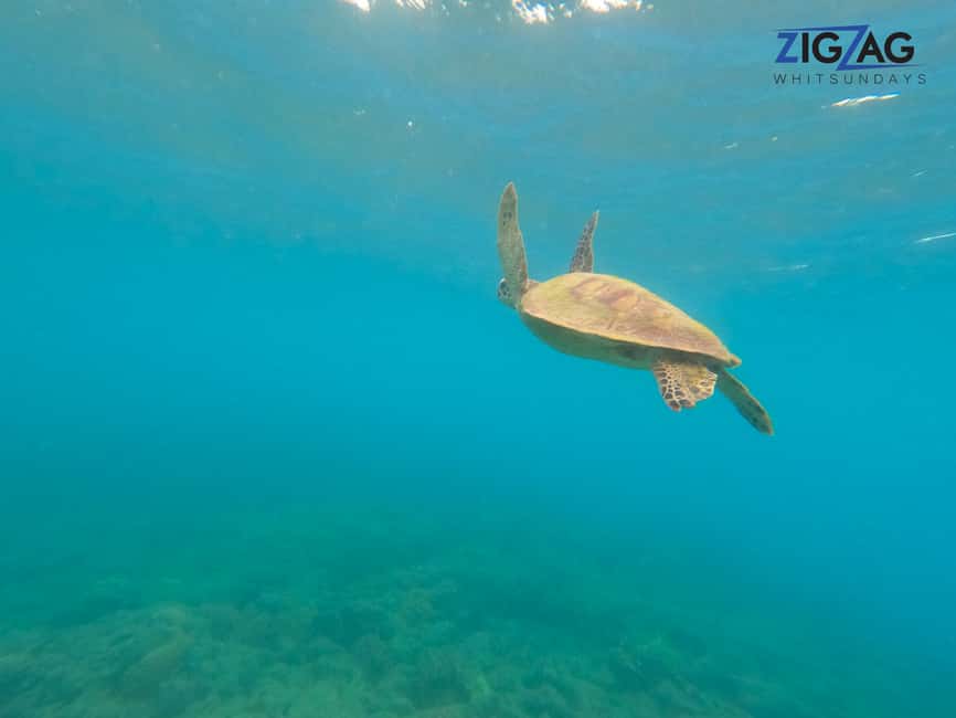 afbeelding n.22 van Airlie Beach: Whitehaven Beach Dagtour met snorkeloptie activiteit in Queensland, geüpload door aanbieder