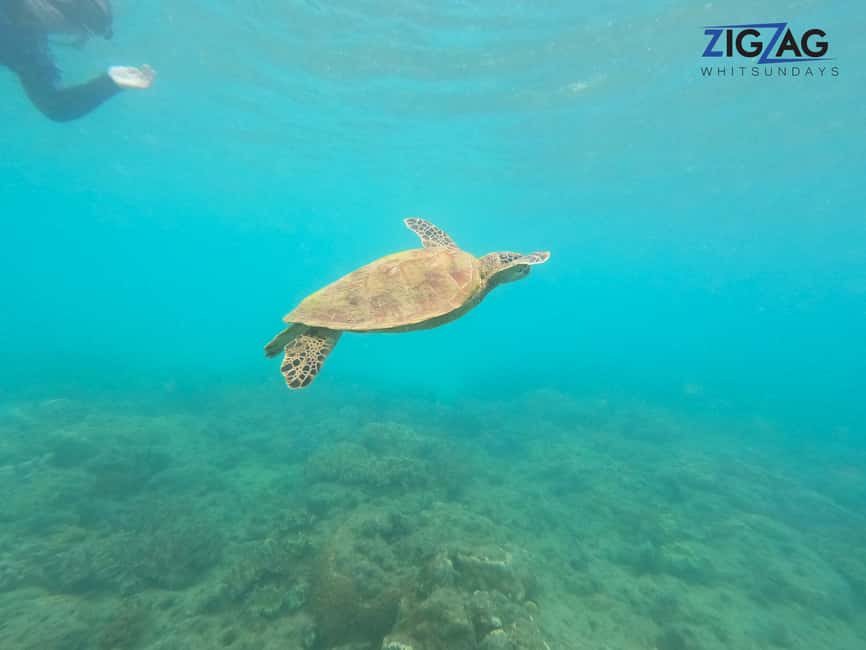 afbeelding n.16 van Airlie Beach: Whitehaven Beach Dagtour met snorkeloptie activiteit in Queensland, geüpload door aanbieder