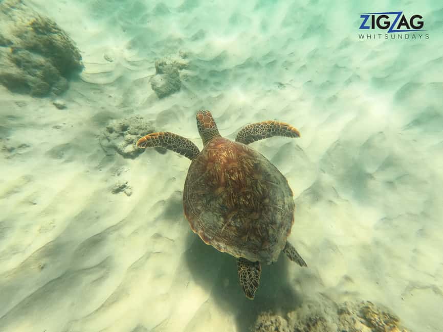afbeelding n.23 van Airlie Beach: Whitehaven Beach Dagtour met snorkeloptie activiteit in Queensland, geüpload door aanbieder