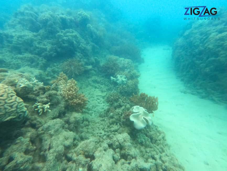 afbeelding n.24 van Airlie Beach: Whitehaven Beach Dagtour met snorkeloptie activiteit in Queensland, geüpload door aanbieder