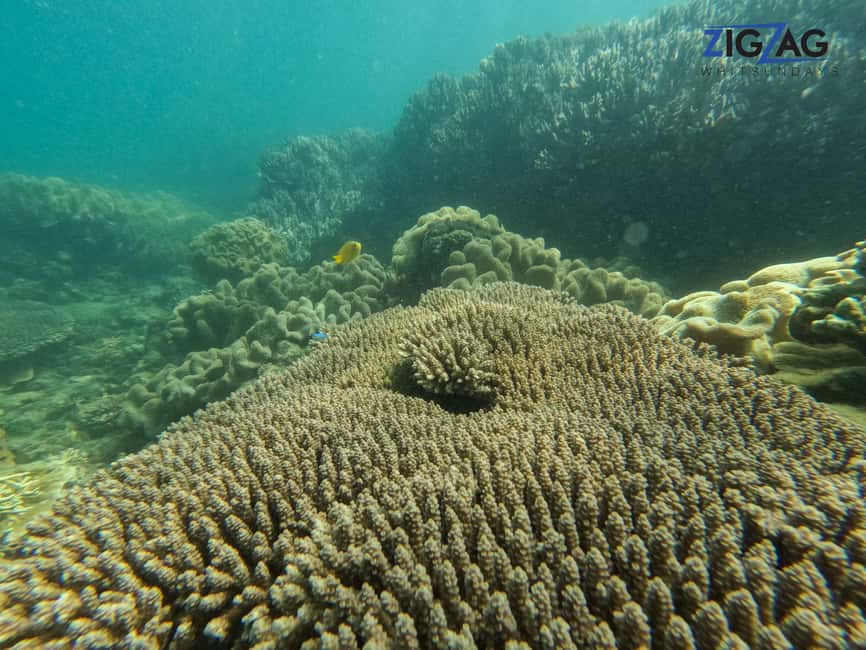 afbeelding n.25 van Airlie Beach: Whitehaven Beach Dagtour met snorkeloptie activiteit in Queensland, geüpload door aanbieder