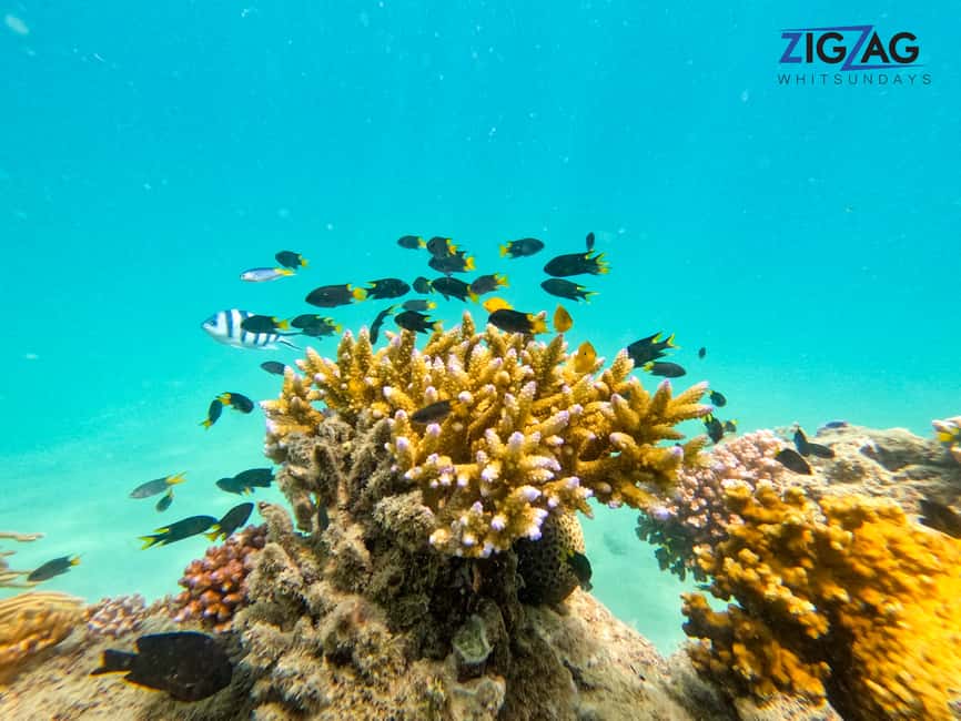 afbeelding n.28 van Airlie Beach: Whitehaven Beach Dagtour met snorkeloptie activiteit in Queensland, geüpload door aanbieder