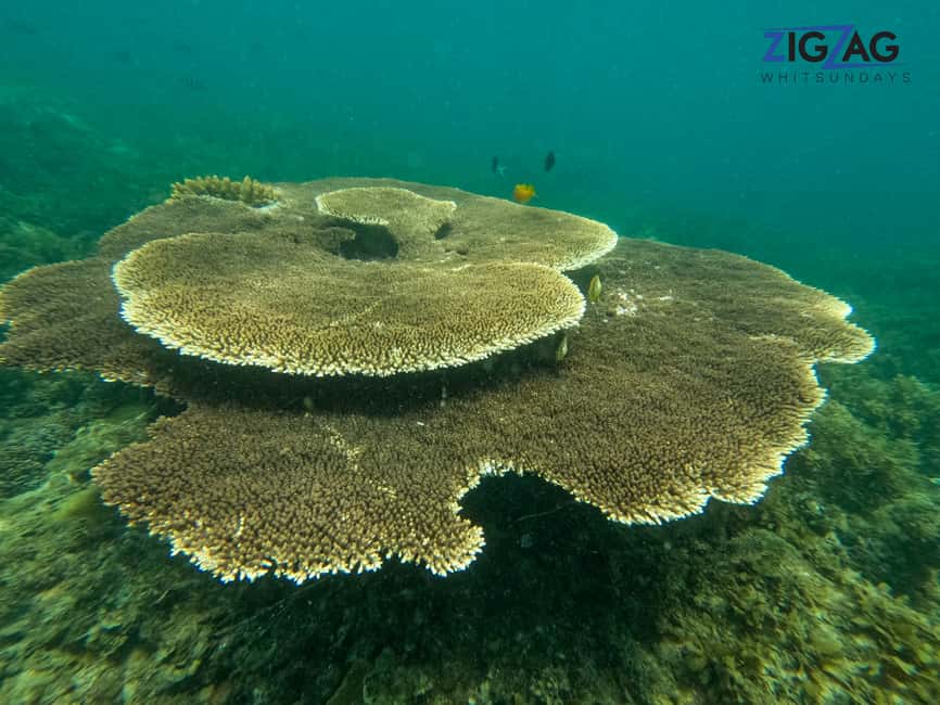afbeelding n.29 van Airlie Beach: Whitehaven Beach Dagtour met snorkeloptie activiteit in Queensland, geüpload door aanbieder