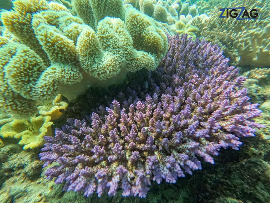 afbeelding n.30 van Airlie Beach: Whitehaven Beach Dagtour met snorkeloptie activiteit in Queensland, geüpload door aanbieder