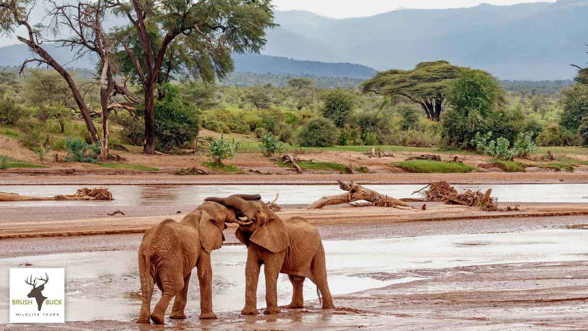 image n.3 of Kenya & Tanzania 7 Day African Safari activity in Arusha (Region), uploaded by supplier