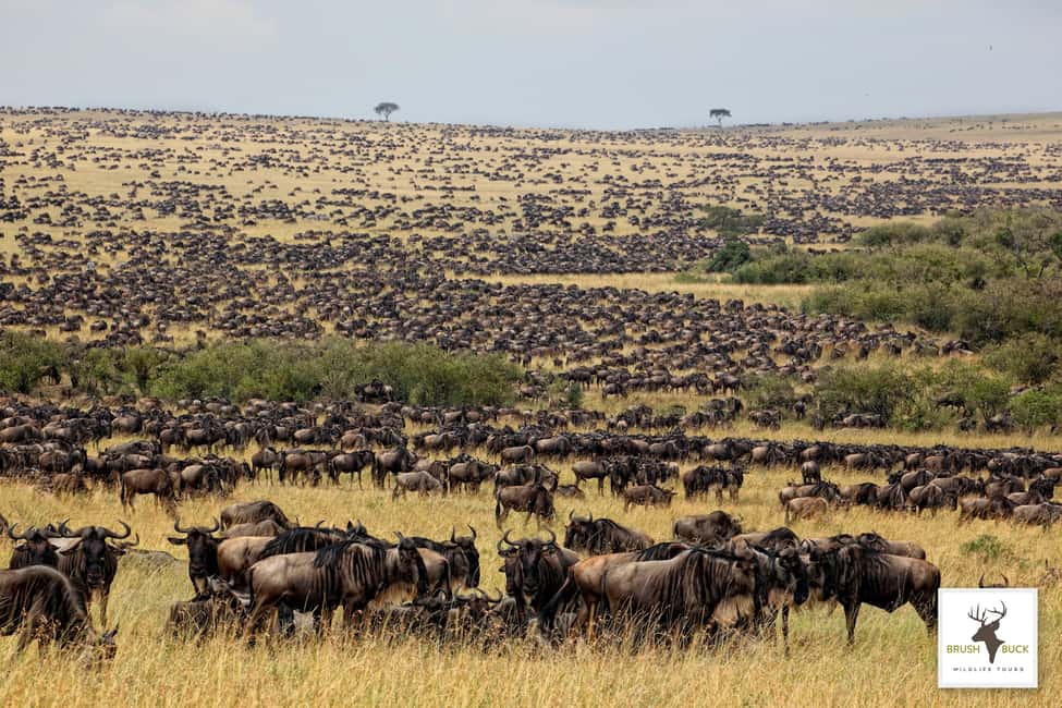 image n.4 of Kenya & Tanzania 7 Day African Safari activity in Arusha (Region), uploaded by supplier