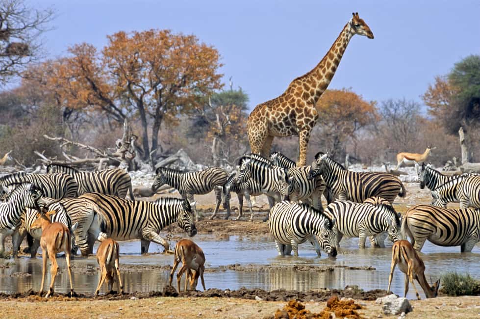 image n.5 of Kenya & Tanzania 7 Day African Safari activity in Arusha (Region), uploaded by supplier