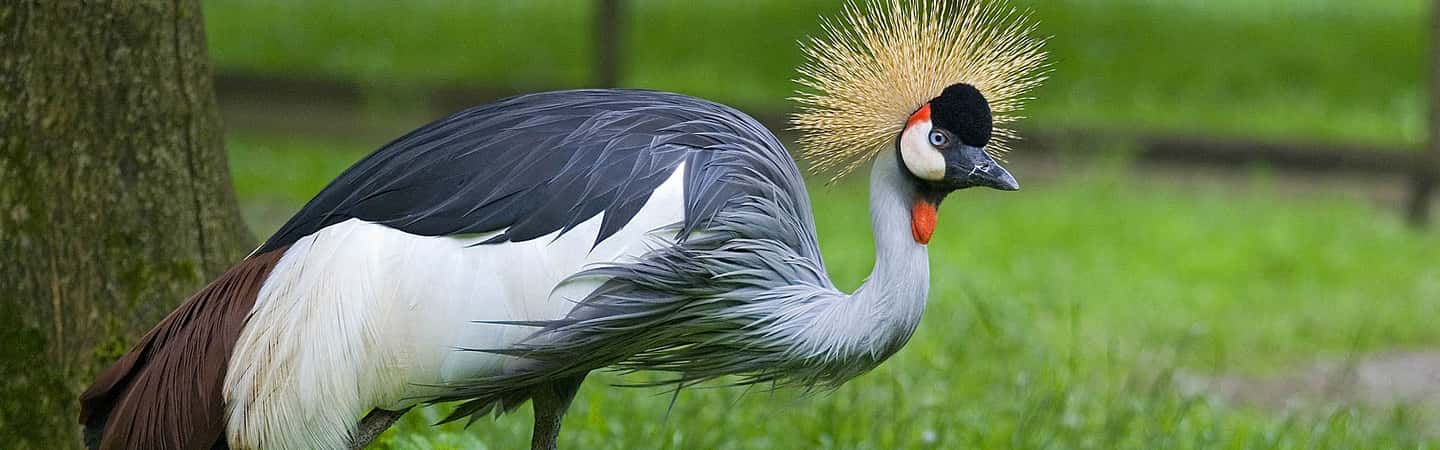 image n.7 of From Krakow: Zoo Trip with Private Luxury Transfer activity in Krakow, uploaded by supplier