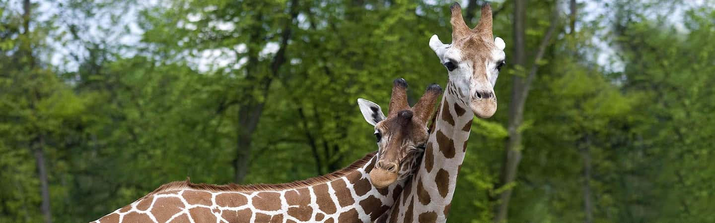 image n.9 of From Krakow: Zoo Trip with Private Luxury Transfer activity in Krakow, uploaded by supplier