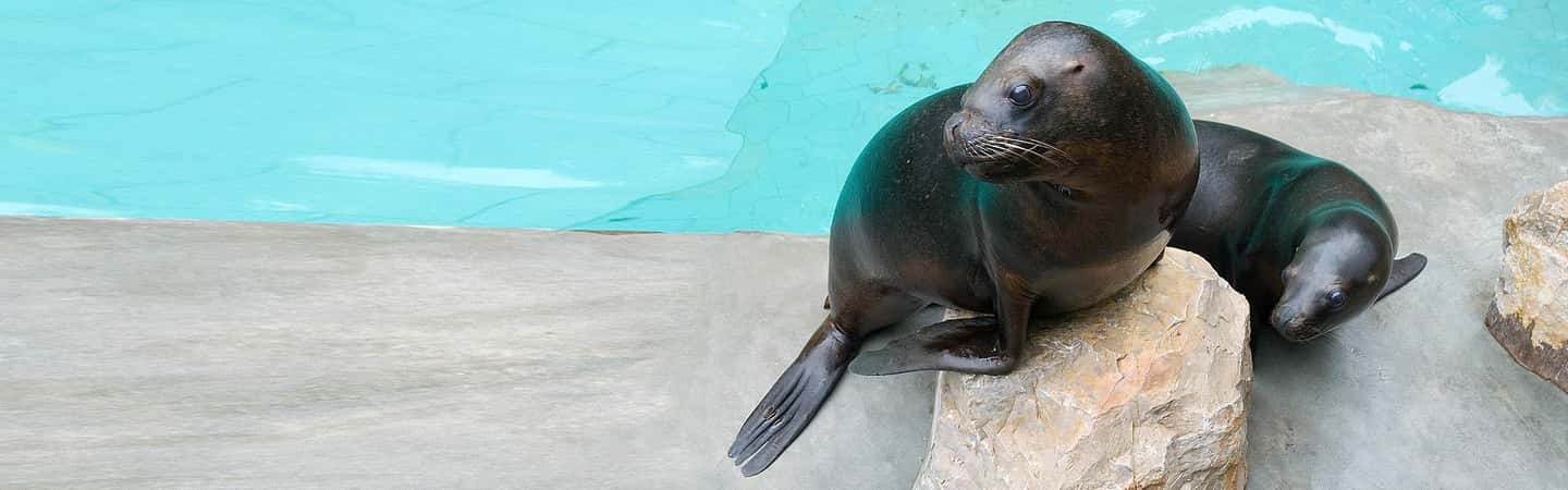 image n.6 of From Krakow: Zoo Trip with Private Luxury Transfer activity in Krakow, uploaded by supplier