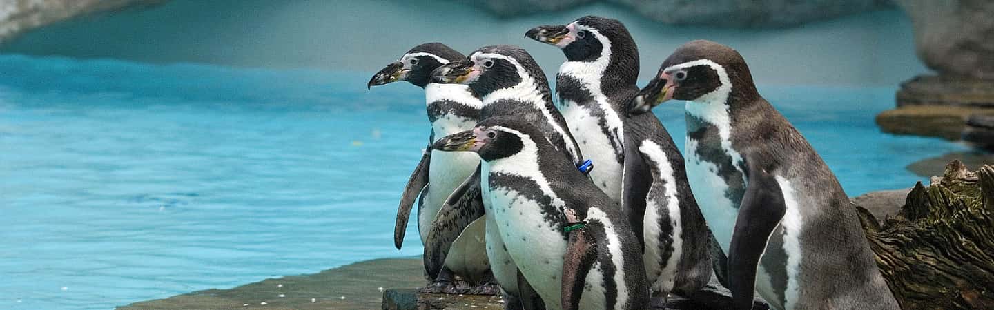 image n.3 of From Krakow: Zoo Trip with Private Luxury Transfer activity in Krakow, uploaded by supplier